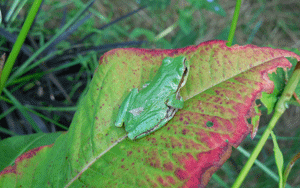 Tree Frog